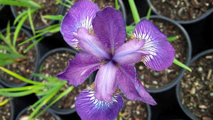 'Iris' Kaboom Siberian