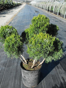 'Juniperus' Mint Julep® Juniper