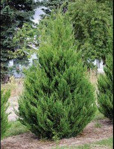 'Juniperus' Spartan Juniper