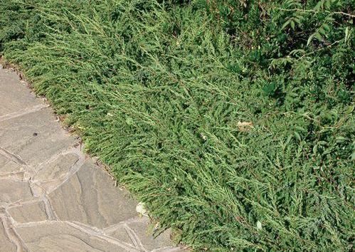 'Juniperus' Alpine Carpet Juniper
