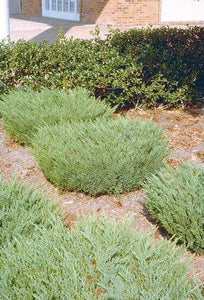 'Juniperus' Andorra Compact Juniper