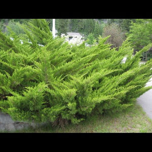 'Juniperus' Savin Juniper