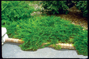 'Juniperus' Buffalo Juniper