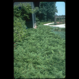 'Juniperus' Tamariz Juniper