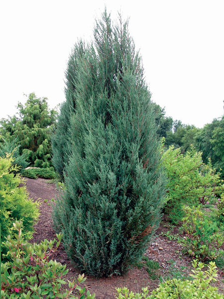 'Juniperus' Blue Arrow Juniper