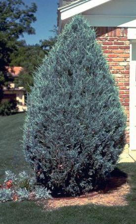 'Juniperus' Moonglow Juniper