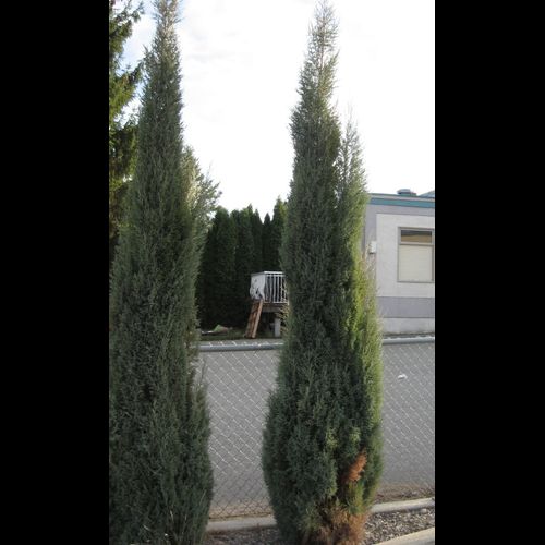 'Juniperus' Skyrocket Juniper
