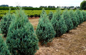 'Juniperus' Wichita Blue Juniper