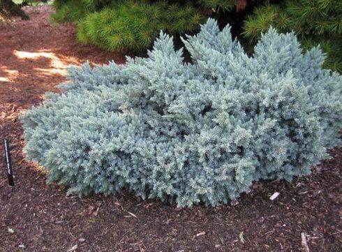 'Juniperus' Blue Star Juniper
