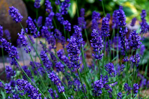 'Lavandula' Big Time Blue Lavender