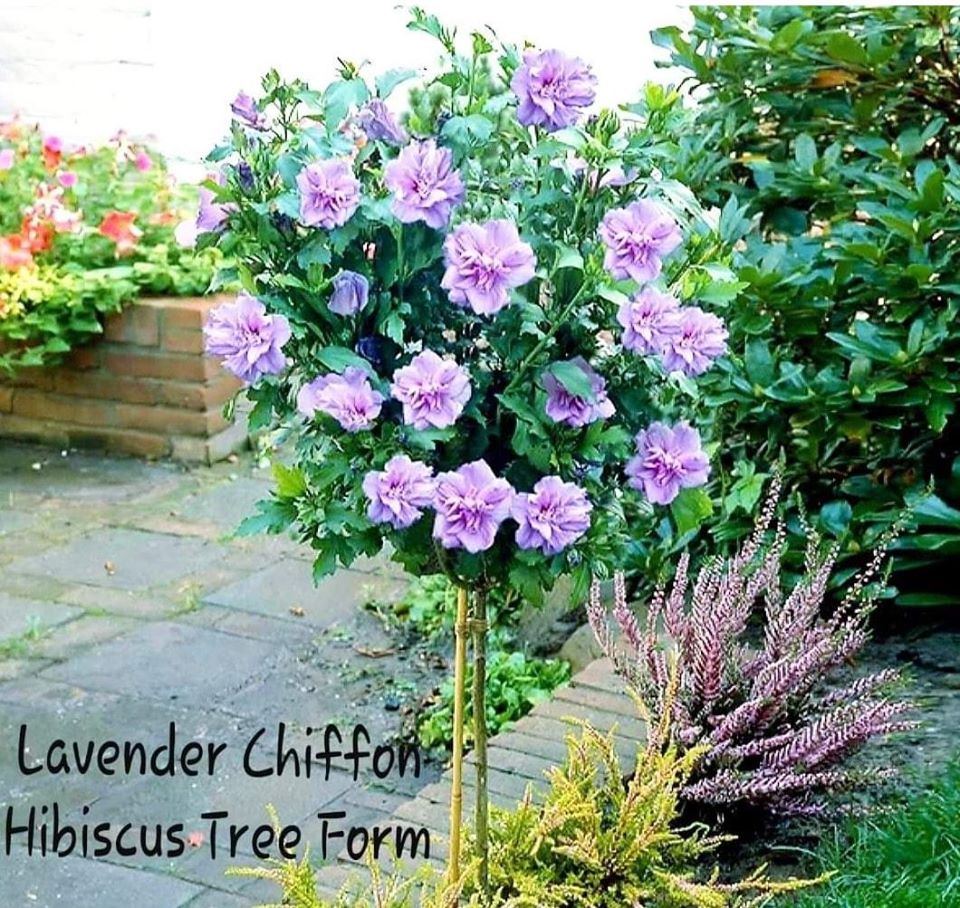 'Hibiscus' Lavender Chiffon® Hibiscus Tree