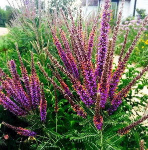 'Amorpha' Lead Plant (Specialty Plant)