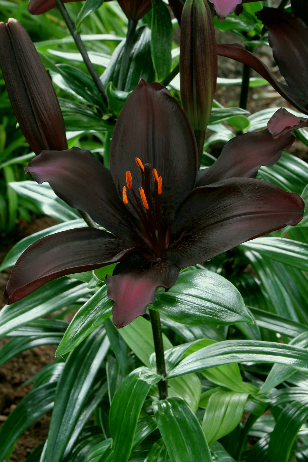 'Lillium' Blacklist Asiatic Lily