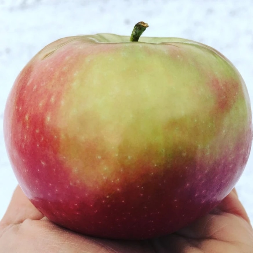 'Malus' Hardi-Mac Apple Tree