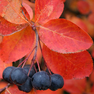'Aronia' Autumn Magic Black Chokeberry