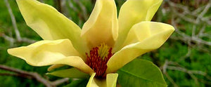 'Magnolia' Butterflies
