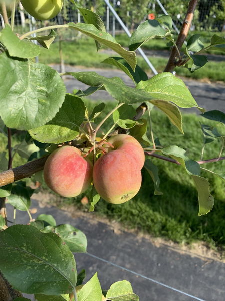 'Malus' Gloria Apple Tree