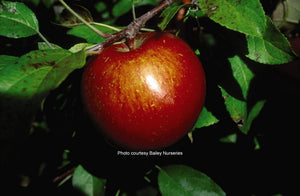 'Malus' Haralson Apple Tree