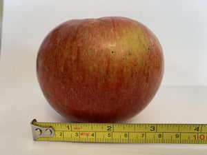 'Malus' Harcourt Apple Tree