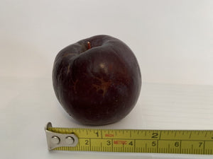 'Malus' Kerr Apple Tree