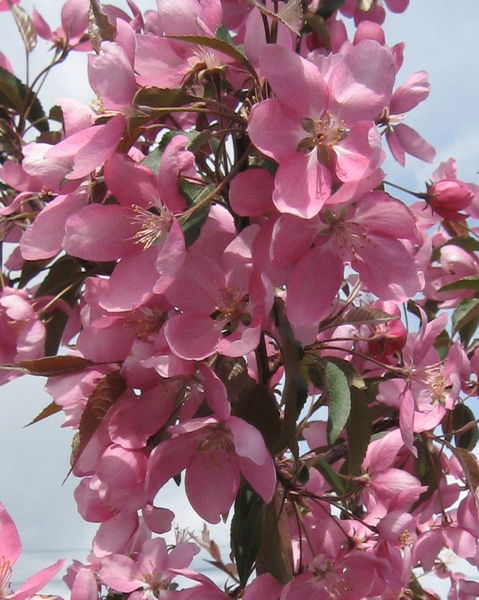 'Malus' Makimuk Flowering Crabapple Tree