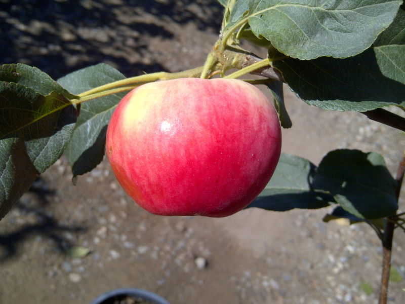 'Malus' Parkland Apple Tree