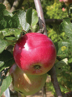 'Malus' Red Sparkle Apple Tree