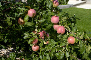 'Malus' September Ruby Apple Tree