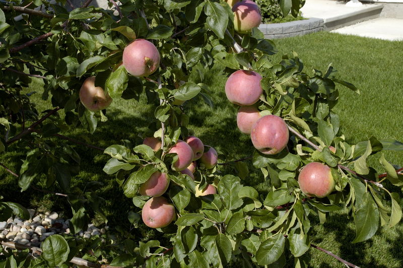 'Malus' September Ruby Apple Tree