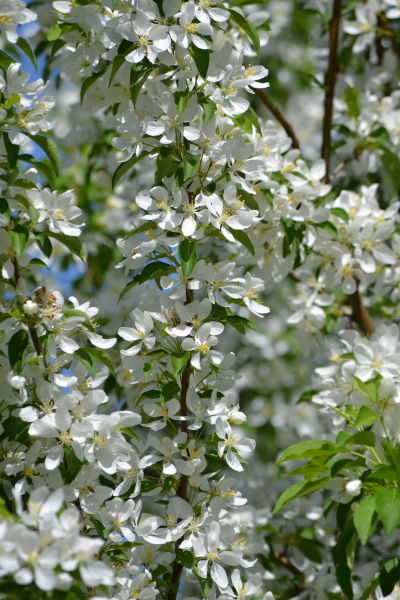 'Malus' Spring Snow Crabapple Tree