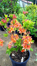 Load image into Gallery viewer, &#39;Rhododendron&#39; Mandarin Lights Azalea
