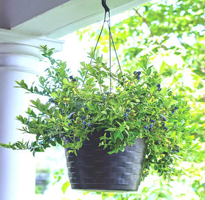 'Vaccinium' Sapphire Cascade Hanging Basket Everbearing Blueberry (8-10" Hanging Basket)