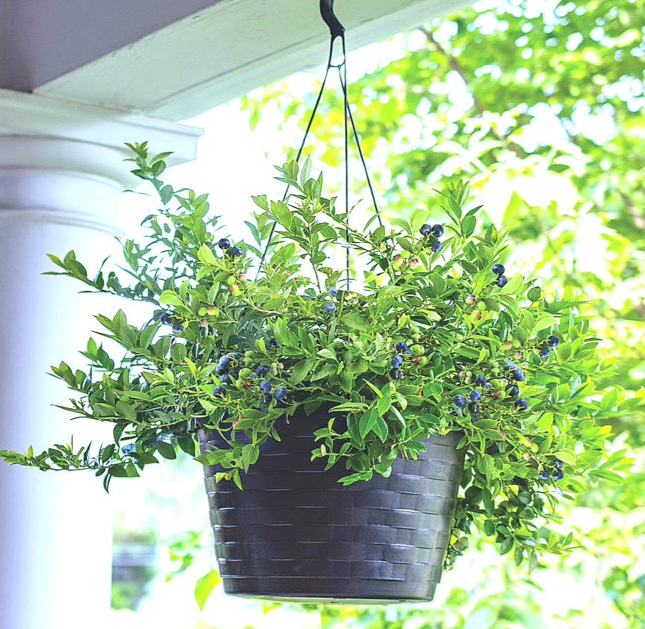 'Vaccinium' Sapphire Cascade Hanging Basket Everbearing Blueberry (8-10