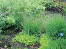 'Molinia' Moor Grass