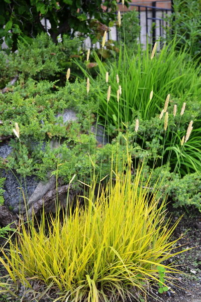 'Molinia' Variegated Moor Grass