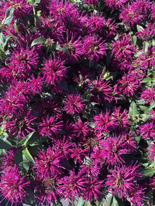 'Monarda' Balmy™ Purple Bee Balm