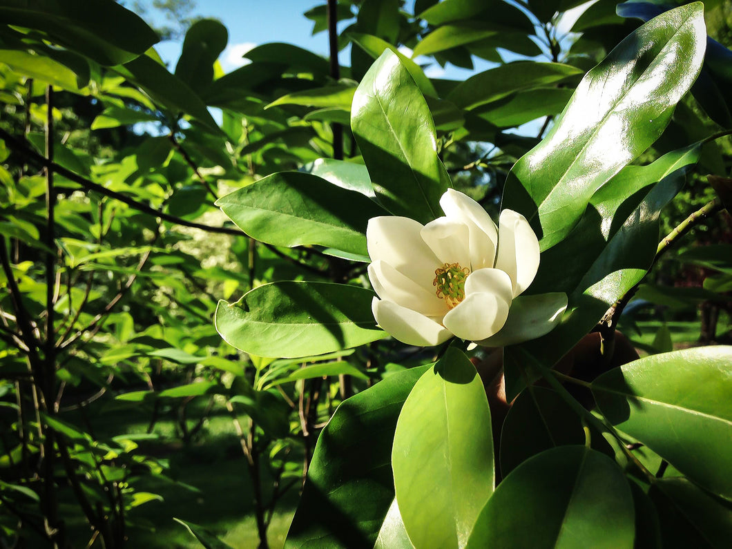 'Magnolia' Ned's Northern Belle Sweetbay Magnolia