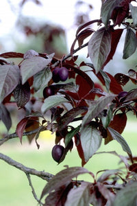 'Prunus' Newport Ornamental Plum Tree