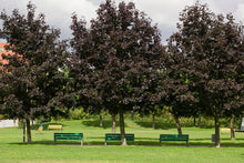 Load image into Gallery viewer, &#39;Prunus&#39; Newport Ornamental Plum Tree
