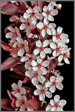 Load image into Gallery viewer, &#39;Prunus&#39; Newport Ornamental Plum Tree
