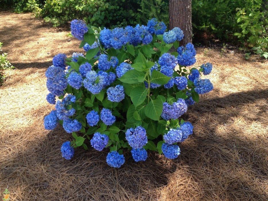 'Hydrangea' Nikko Blue