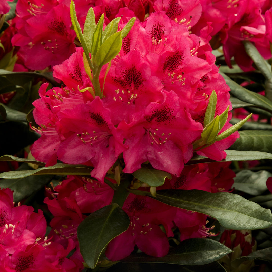 'Rhododendron' Nova Zembla