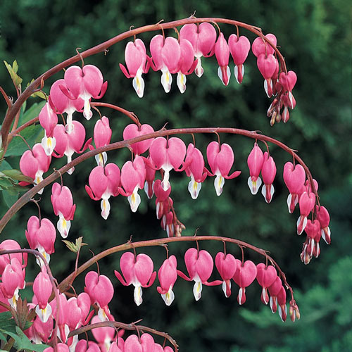 'Dicentra' Old Fashioned Pink Bleeding Heart