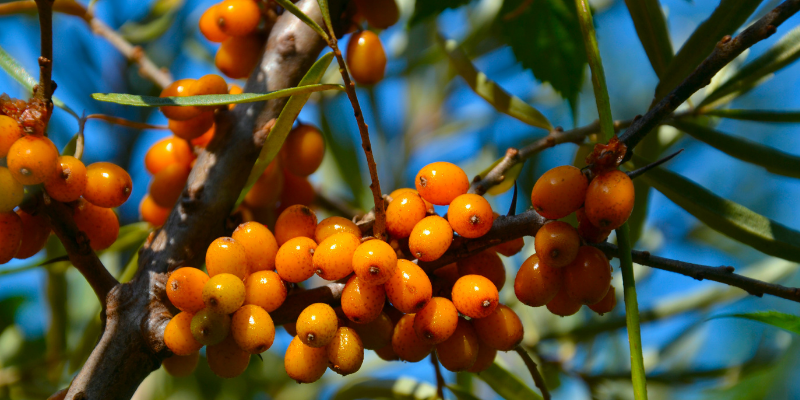 'Hippophae' Orange Energy® Seaberry