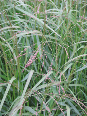 Grasses – canadiantreenursery.com