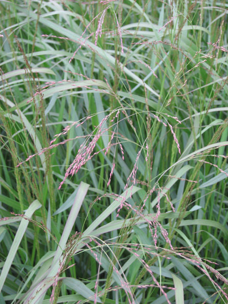 'Panicum' Haense Herms Switch Grass