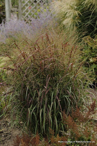 'Panicum' Prairie Fire Switch Grass