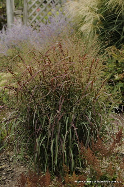 'Panicum' Prairie Fire Switch Grass