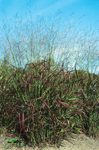'Panicum' Red Switch Grass
