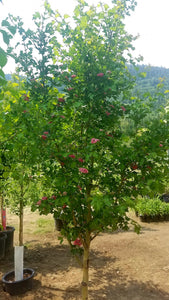 'Crataegus' Paul's Scarlet Hawthorn Tree